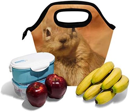 HEOEH životinja vjeverica Lay Art Painting ručak torba Cooler tote torba izolirani Patentni zatvarač ručak kutije torba za otvorenom školsku kancelariju