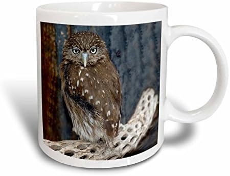 3dRose Ferruginious Pygmy Owl-US03 BFR0131-Bernard Friel-Mugs