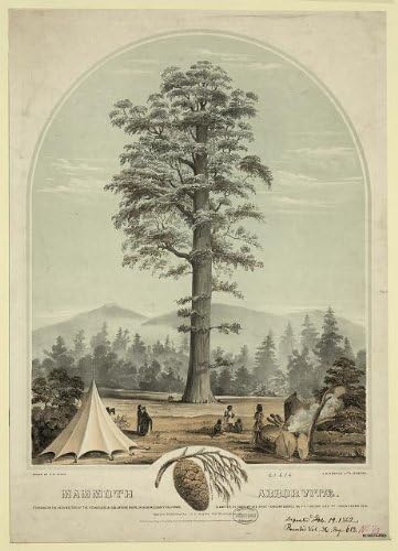 HistoricalFindings Foto: Mammoth Arborvitae,19. Februar,c1862,Drvo,šator,ljudi, dim
